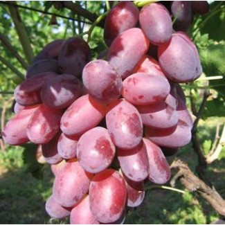 Саженцы винограда сорт Ризамат