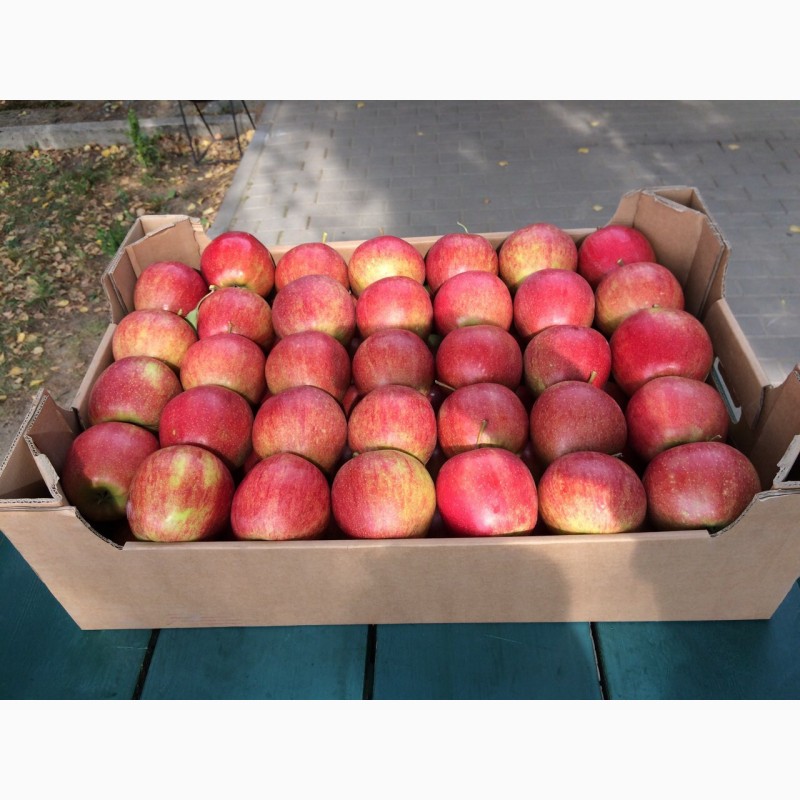 Фото 4. Продам яблоки сорта Джонагоред