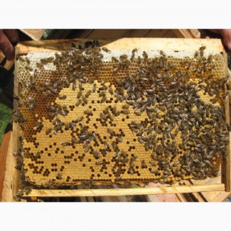 Продам 80 бджолопакетів карпатської породи