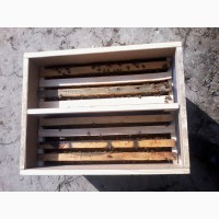 Продам 80 бджолопакетів карпатської породи