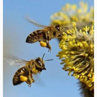 Продам бджолопакети породи українська степова з власної пасіки