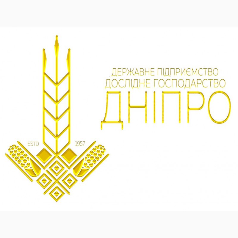 Фото 4. Безоста сильна пшениця Мелодія одеська - для інтенсивної технології вирощування
