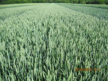 Фото 2. Безоста сильна пшениця Мелодія одеська - для інтенсивної технології вирощування