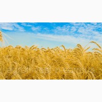 Канадская озимая пшеница Роял (new)