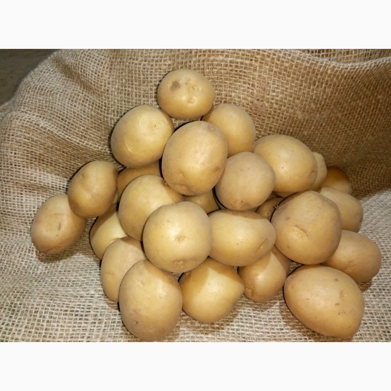 Фото 2. Продам картошку бела росса ривера гранада