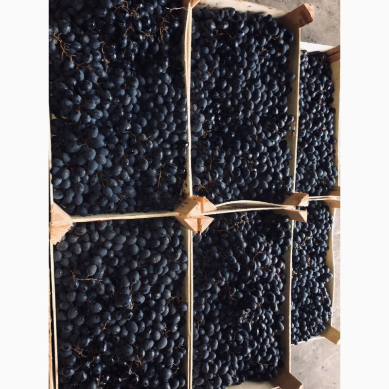 Фото 2. Продадим синий виноград Молдова