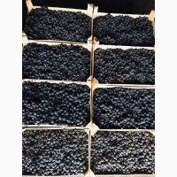 Продадим синий виноград Молдова