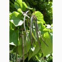 Катальпа бигнониевидная саженцы (саджанці) декоративное, красивоцветущее растение