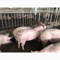 Свиньи на мясо
