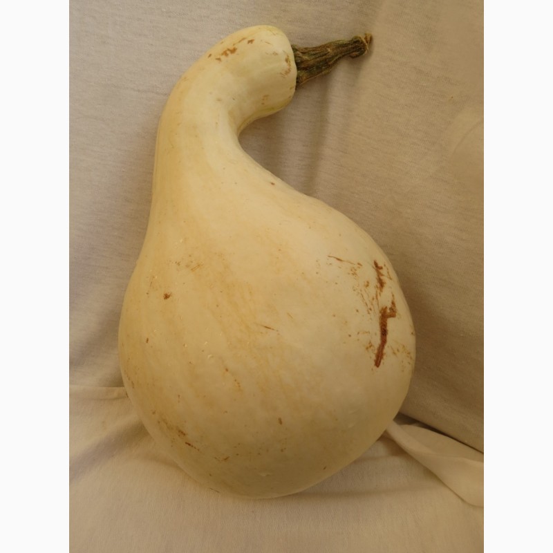 Фото 7. Акорновая (Acorn) тыква, которая может заменить картошку и батат