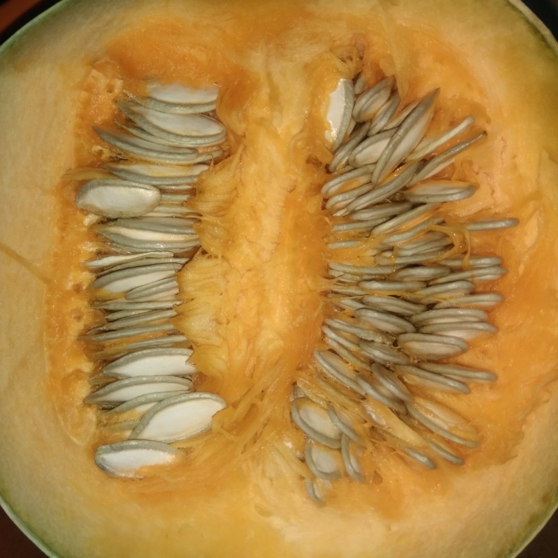 Фото 6. Акорновая (Acorn) тыква, которая может заменить картошку и батат