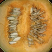 Акорновая (Acorn) тыква, которая может заменить картошку и батат