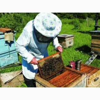 Продам бджолопакети (пчелопакеты) 2020
