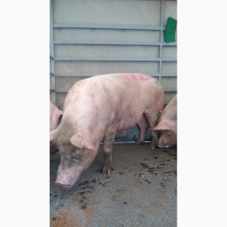 Продажа Выбраковку свиноматок 200-250 кг