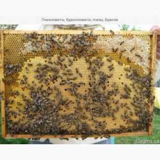 Продам бджолопакети, сотові, безсотові, бджолосімї українка, карпатка