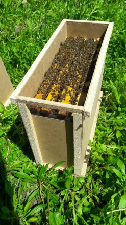 Фото 2. Продам бджолопакети, сотові, безсотові, бджолосімї українка, карпатка