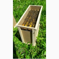Продам бджолопакети, сотові, безсотові, бджолосімї українка, карпатка