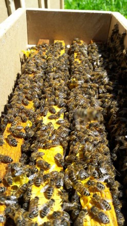 Фото 3. Продам бджолопакети, сотові, безсотові, бджолосімї українка, карпатка