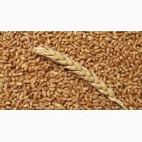 Закупка пшеницы. Вся Украина. Самовывоз