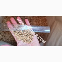 MASON - Мягкий канадский трансгенный озимый сорт (элита) пшеницы