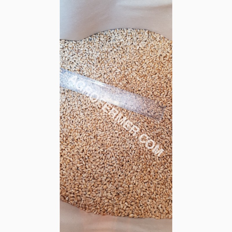 Фото 5. MASON - Мягкий канадский трансгенный озимый сорт (элита) пшеницы