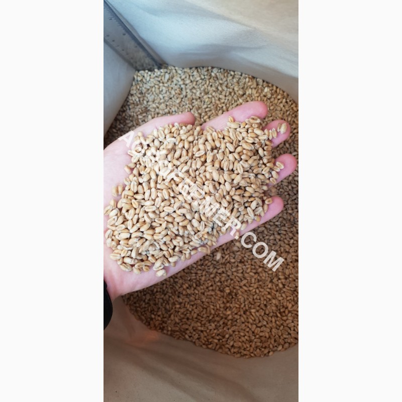 Фото 6. MASON - Мягкий канадский трансгенный озимый сорт (элита) пшеницы