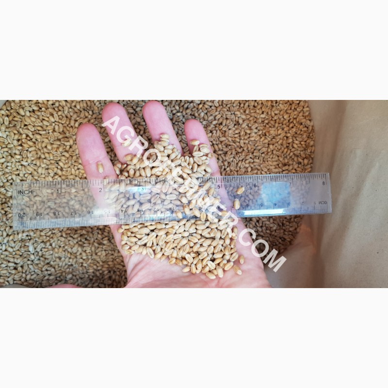 Фото 9. MASON - Мягкий канадский трансгенный озимый сорт (элита) пшеницы