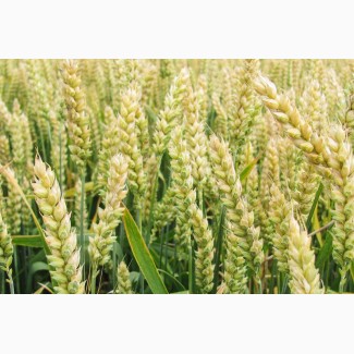 Семена озимой пшеницы Журавка Одесская