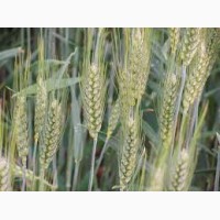 Екстрасильна пшениця Мудрість одеська - селекція на засухостійкість (Еліта/1 репродукція)