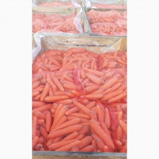 Продам морковь, ручная переборка или мойка, в наличии большой объем