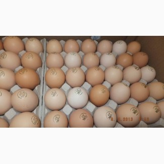 Яйцо инкубационное качественное маркерованное - птица