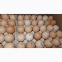 Яйцо инкубационное качественное маркерованное - птица