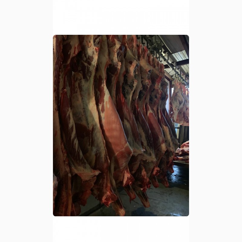 Фото 4. Продам оптом туши говядина, телятина, баранина и конина
