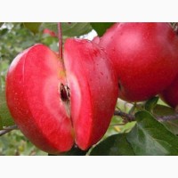 Саженцы красномясых яблонь