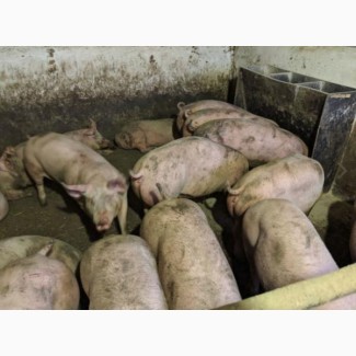 Продам свиней 130-150кг 40 голов 45грн