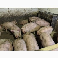 Продам свиней 130-150кг 40 голов 45грн