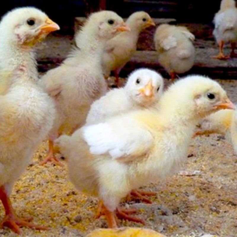 Цыплята бройлеры купить в белгородской области