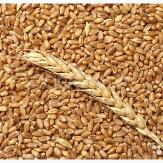 Продам 2, 3 класса пшеницу, фураж на Экспорт