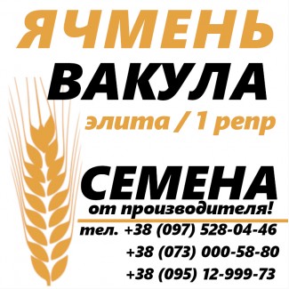 Семена ярового ячменя Вакула от производителя Агротред (Звоните - О73 ООО 58 8О)