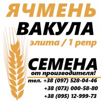 Семена ярового ячменя Вакула от производителя Агротред (Звоните - О73 ООО 58 8О)