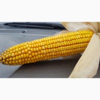 Насіння кукурудзи гібрид - Дельта (ФАО 280)