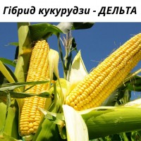 Насіння кукурудзи гібрид - Дельта (ФАО 280)