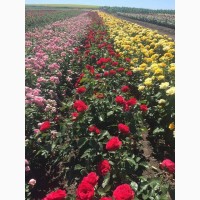 Продаю саженцы роз оптомЛЕТОМ -Осенью- Весной кусты роз большой вибор