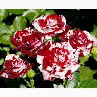 Продаю саженцы роз оптомЛЕТОМ -Осенью- Весной кусты роз большой вибор