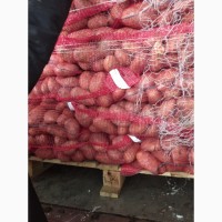 Насіння картоплі Голандія