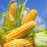 Семена кукурузы ДН Корунд (ФАО 250)