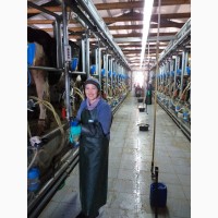 Продам современную молочную ферму