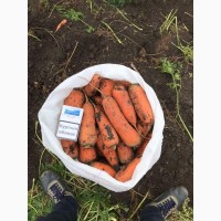 Продам морковь Абака качество супер
