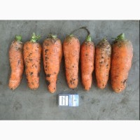 Продам крупную морковь на морковчу