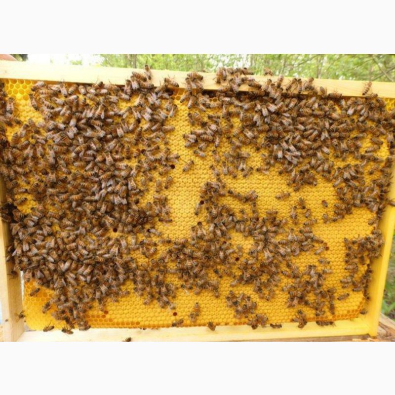 Фото 2. Бджоломатки (пчеломатки, матки ) Бакфаст 2022